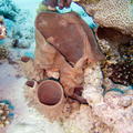 DSCF8505 kominovy koral